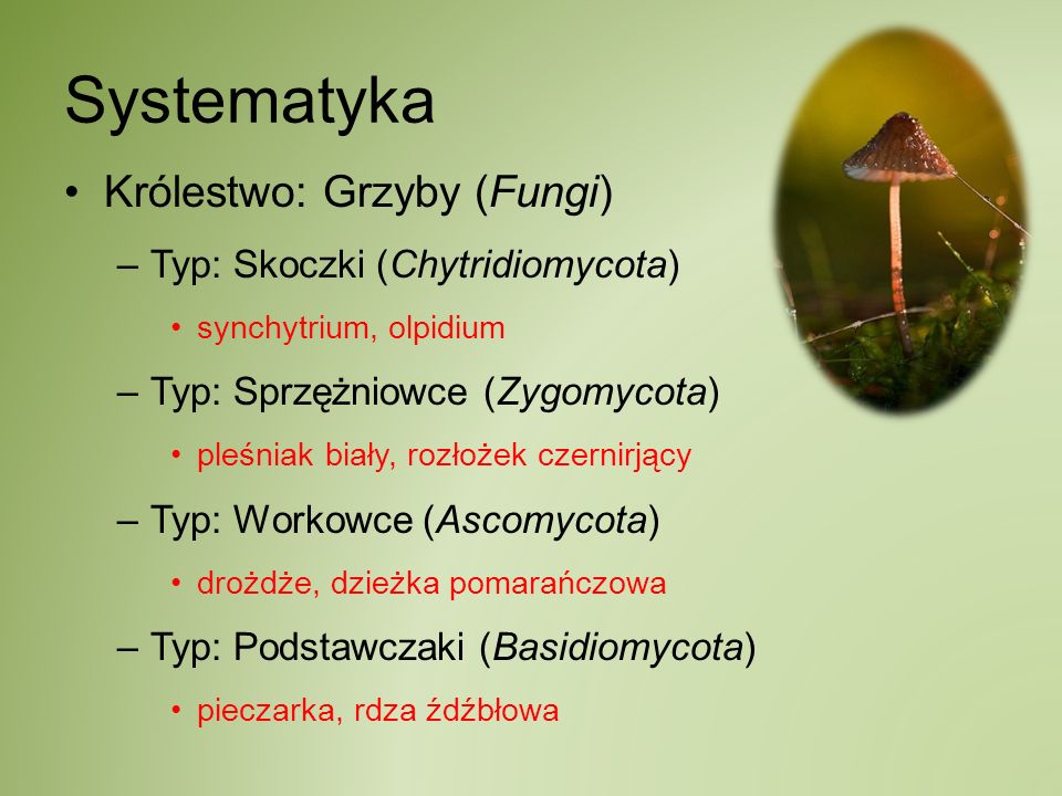 Systematyka Królestwo: Grzyby (Fungi) Typ: Skoczki (Chytridiomycota)