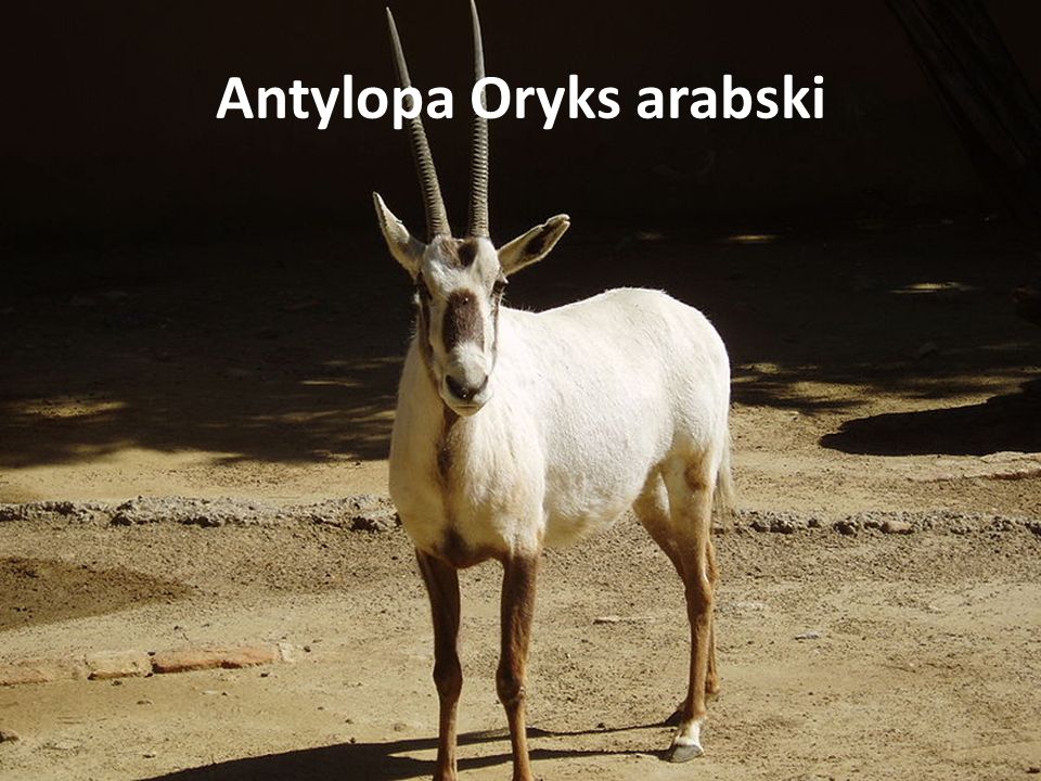 Antylopa Oryks arabski