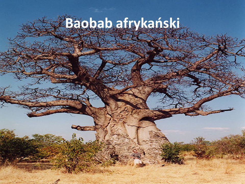 Baobab afrykański