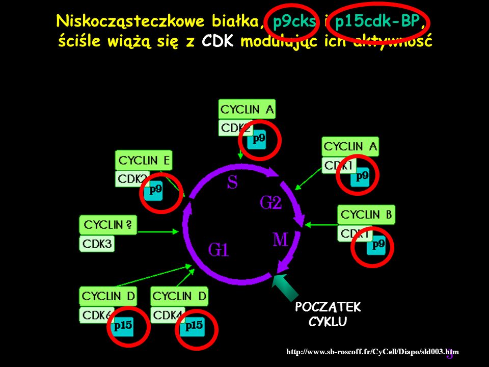 Niskocząsteczkowe białka, p9cks i p15cdk-BP,