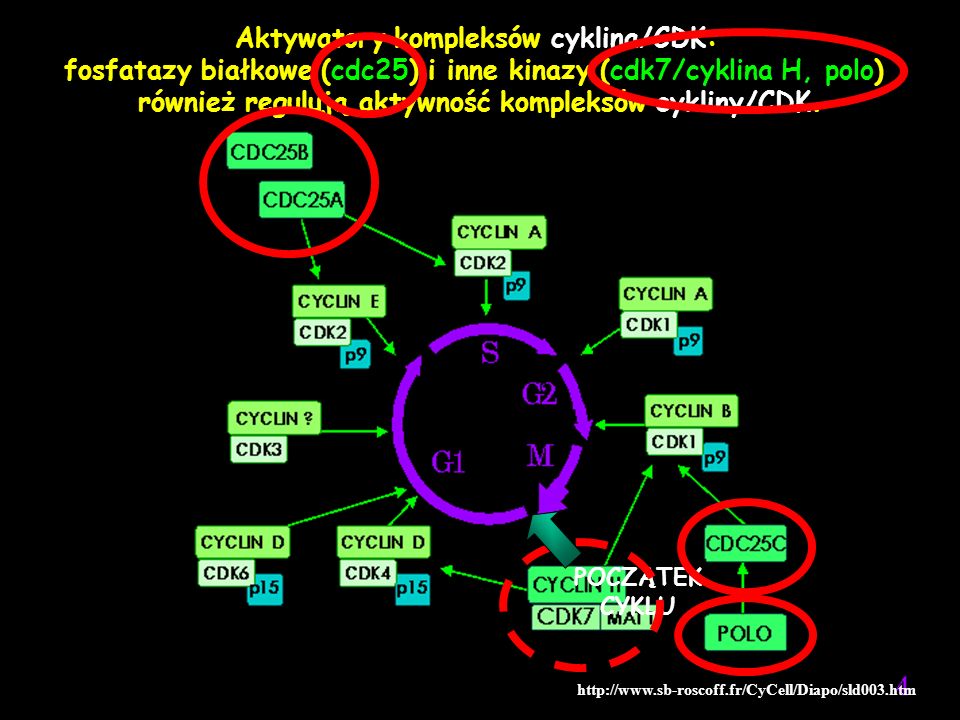 Aktywatory kompleksów cyklina/CDK: