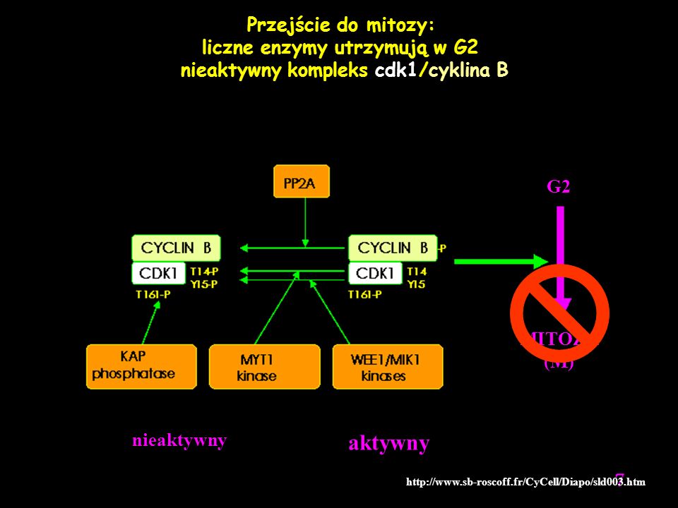 liczne enzymy utrzymują w G2 nieaktywny kompleks cdk1/cyklina B