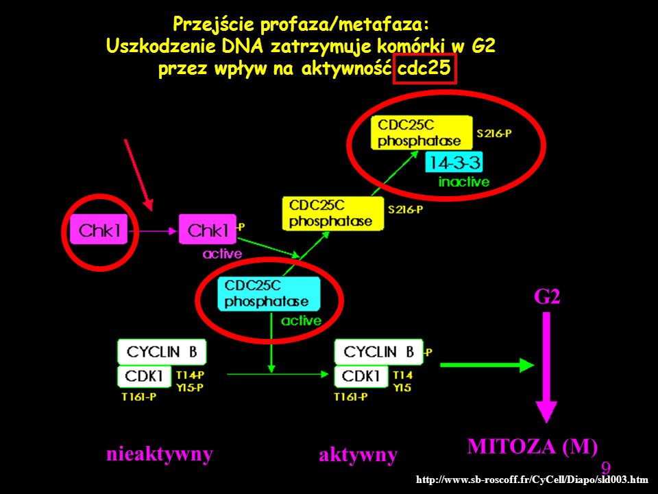 G2 MITOZA (M) nieaktywny aktywny Przejście profaza/metafaza: