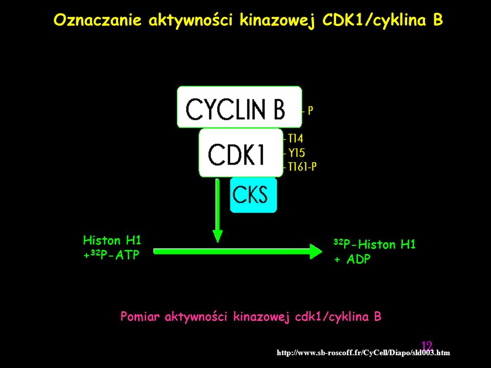 Oznaczanie aktywności kinazowej CDK1/cyklina B