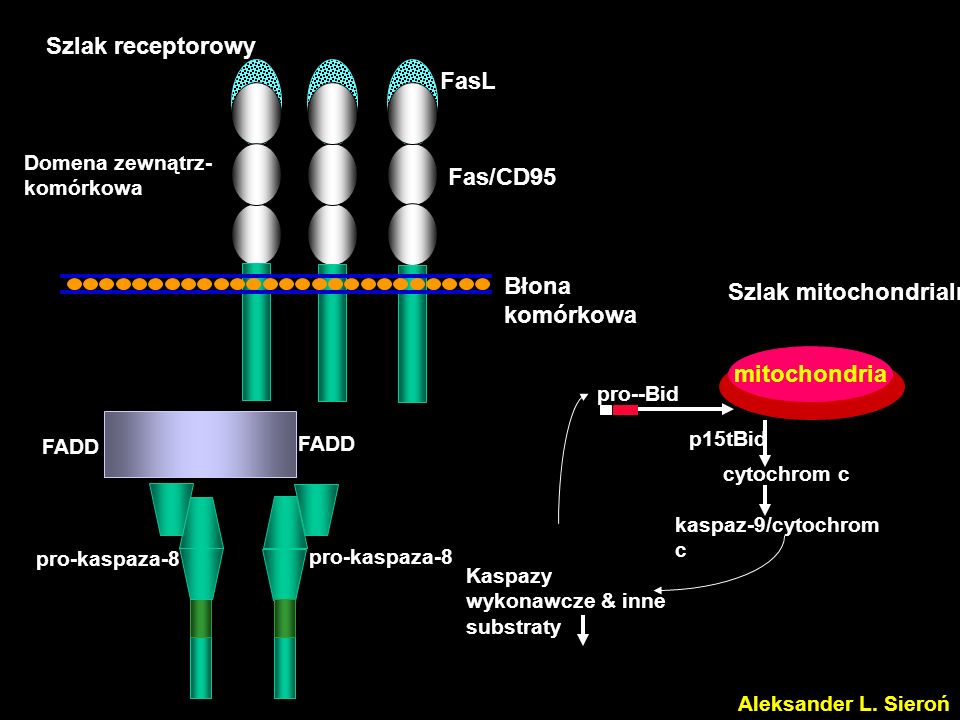 Szlak mitochondrialny