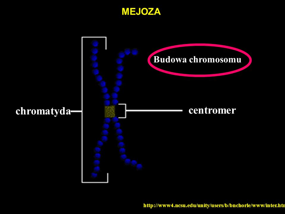 chromatyda centromer MEJOZA Budowa chromosomu