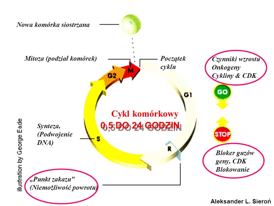 Cykl komórkowy 0,5 DO 24 GODZIN Nowa komórka siostrzana