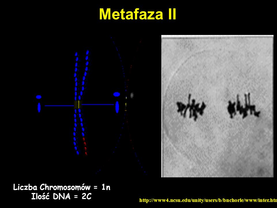 Metafaza II Liczba Chromosomów = 1n Ilość DNA = 2C