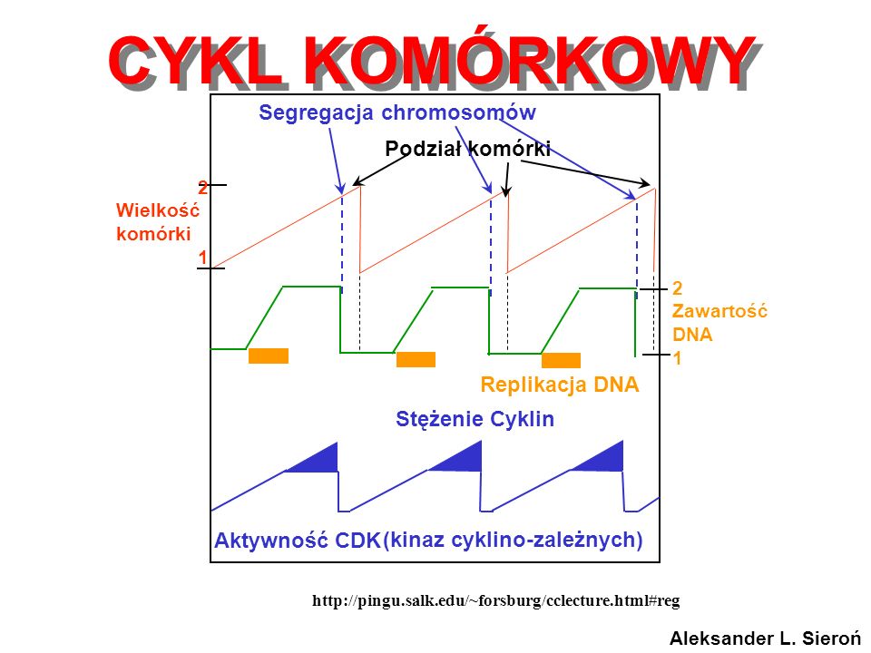 Segregacja chromosomów (kinaz cyklino-zależnych)