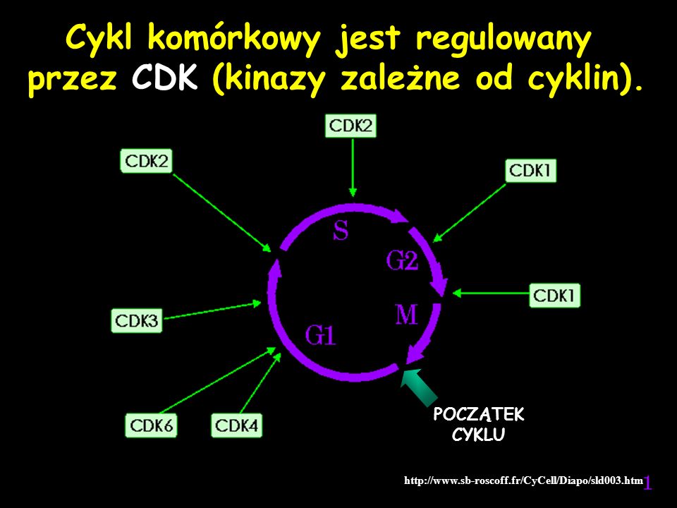 Cykl komórkowy jest regulowany przez CDK (kinazy zależne od cyklin).