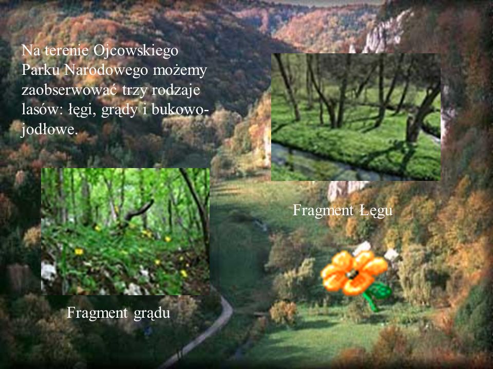 Na terenie Ojcowskiego Parku Narodowego możemy zaobserwować trzy rodzaje lasów: łęgi, grądy i bukowo-jodłowe.