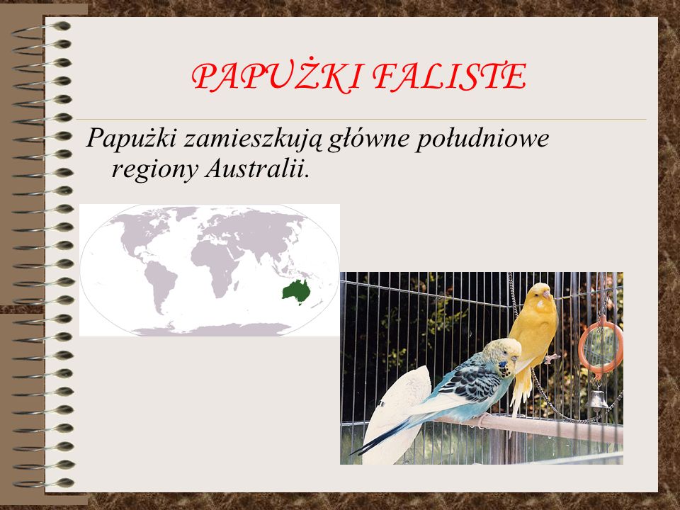 PAPUŻKI FALISTE Papużki zamieszkują główne południowe regiony Australii.