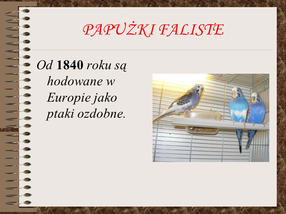 PAPUŻKI FALISTE Od 1840 roku są hodowane w Europie jako ptaki ozdobne.