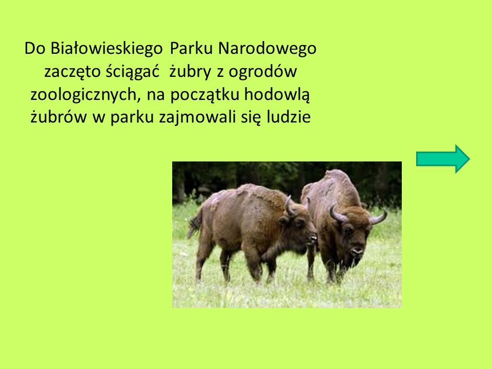 Do Białowieskiego Parku Narodowego zaczęto ściągać żubry z ogrodów zoologicznych, na początku hodowlą żubrów w parku zajmowali się ludzie