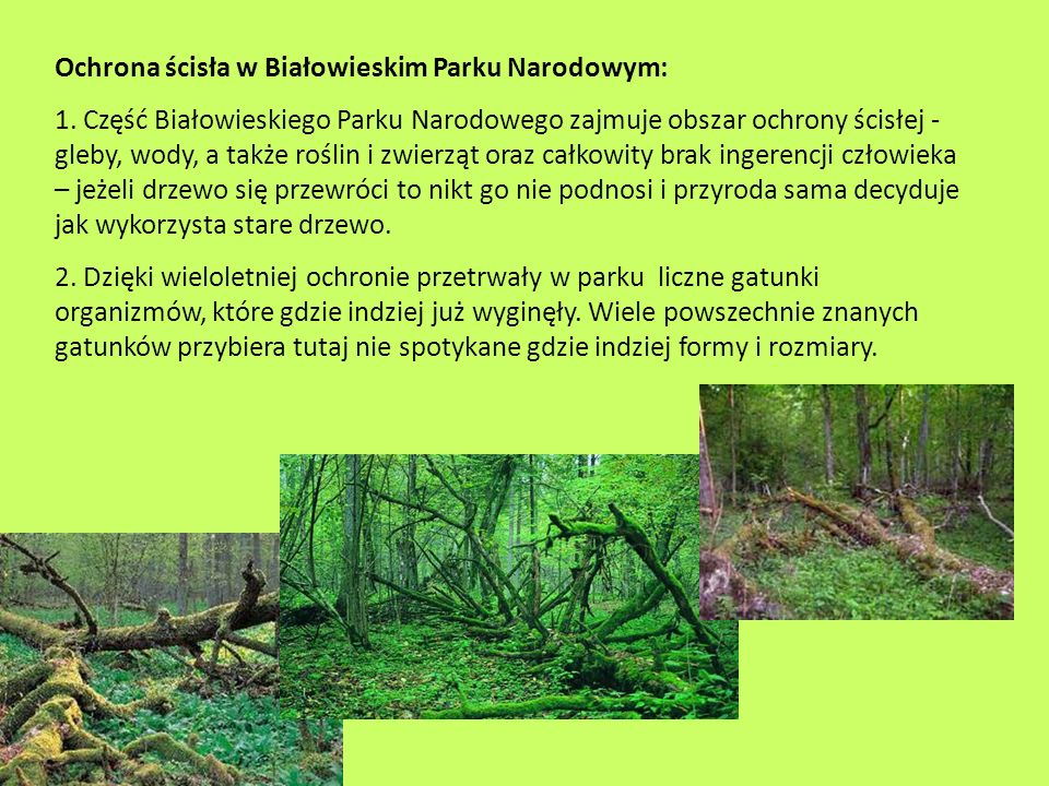 Ochrona ścisła w Białowieskim Parku Narodowym: