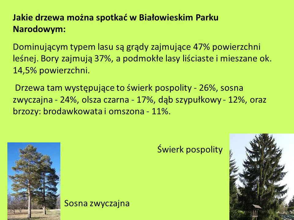 Jakie drzewa można spotkać w Białowieskim Parku Narodowym: