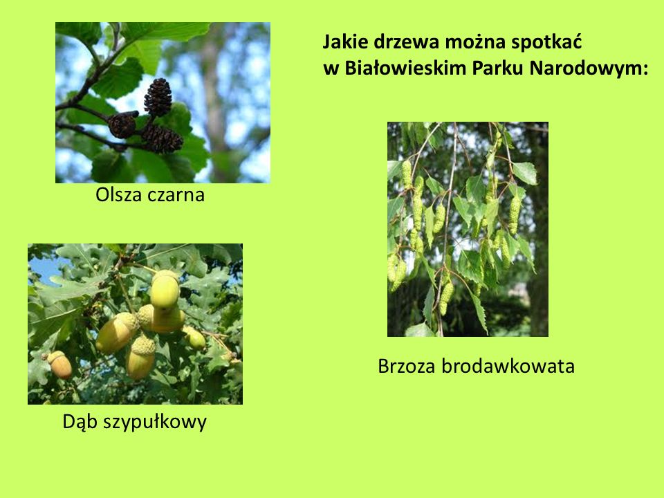 Jakie drzewa można spotkać w Białowieskim Parku Narodowym: