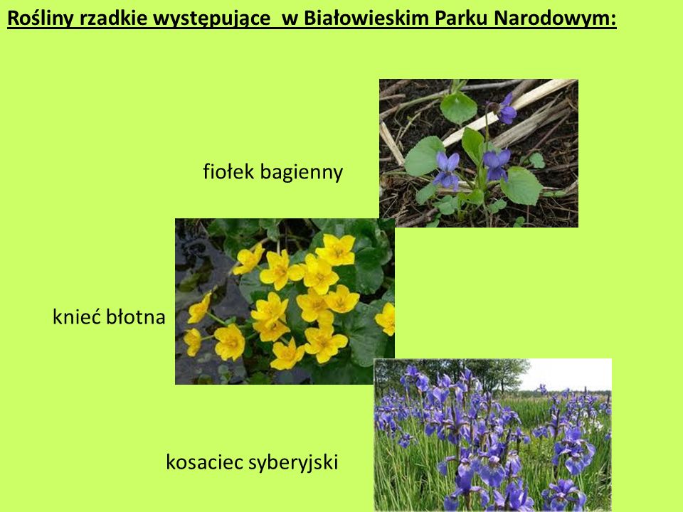 Rośliny rzadkie występujące w Białowieskim Parku Narodowym: