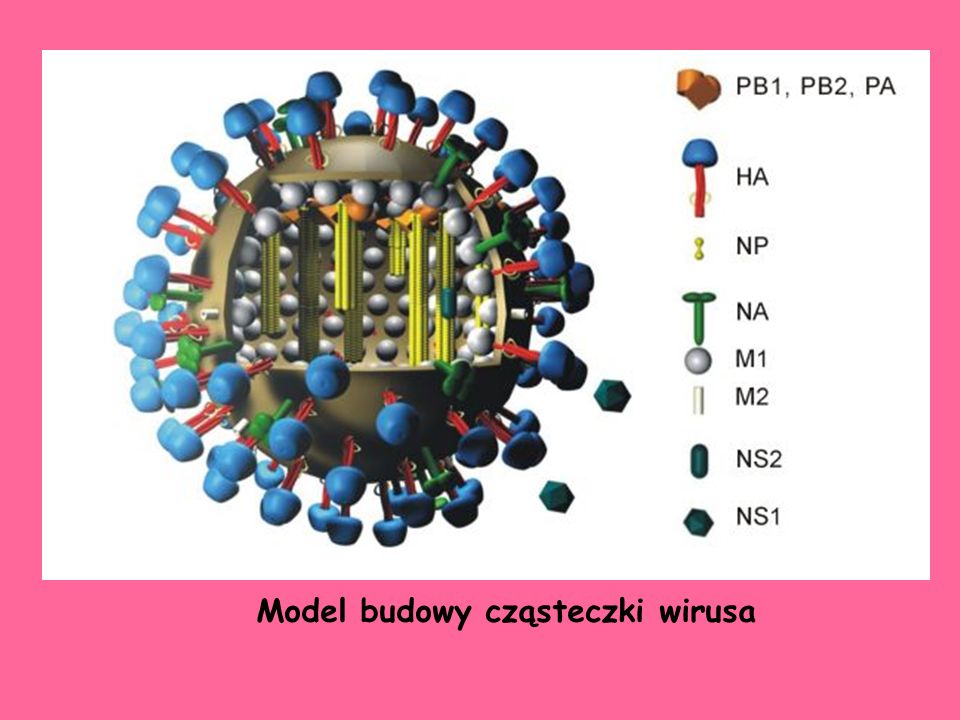 Model budowy cząsteczki wirusa