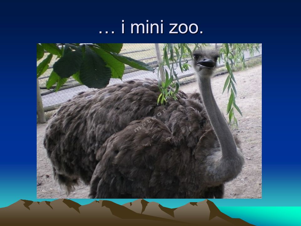 … i mini zoo.