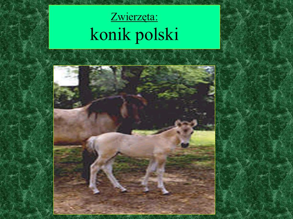 Zwierzęta: konik polski