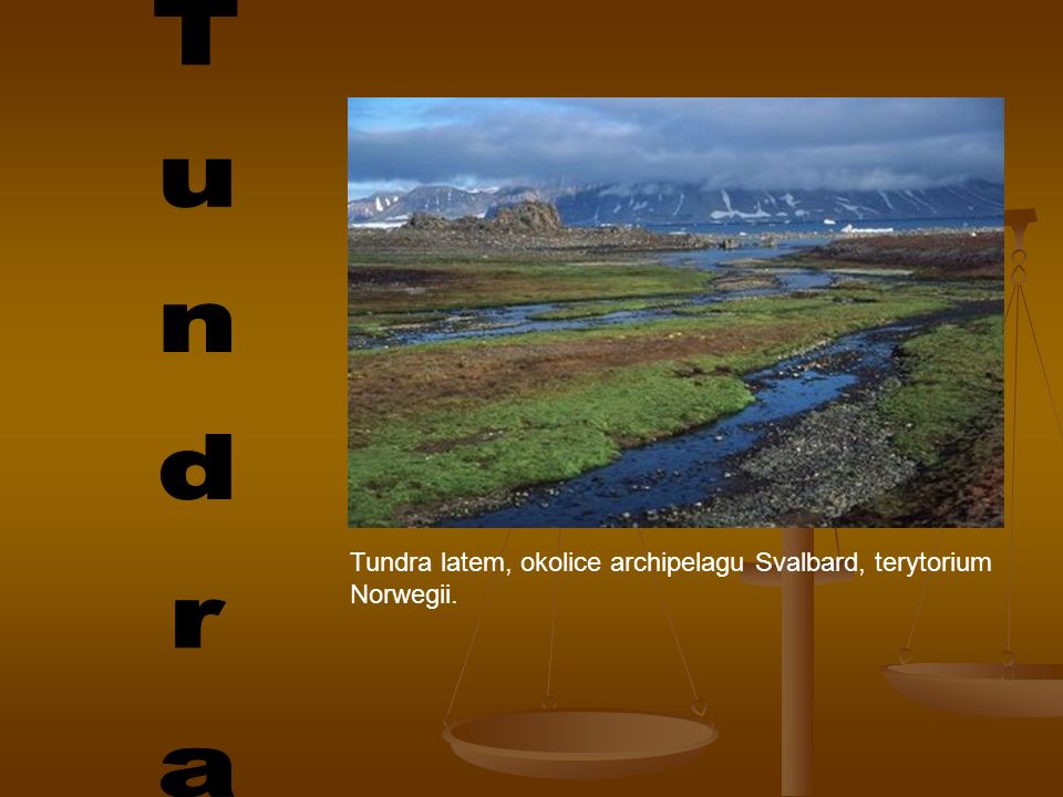 Tundra Tundra latem, okolice archipelagu Svalbard, terytorium Norwegii.