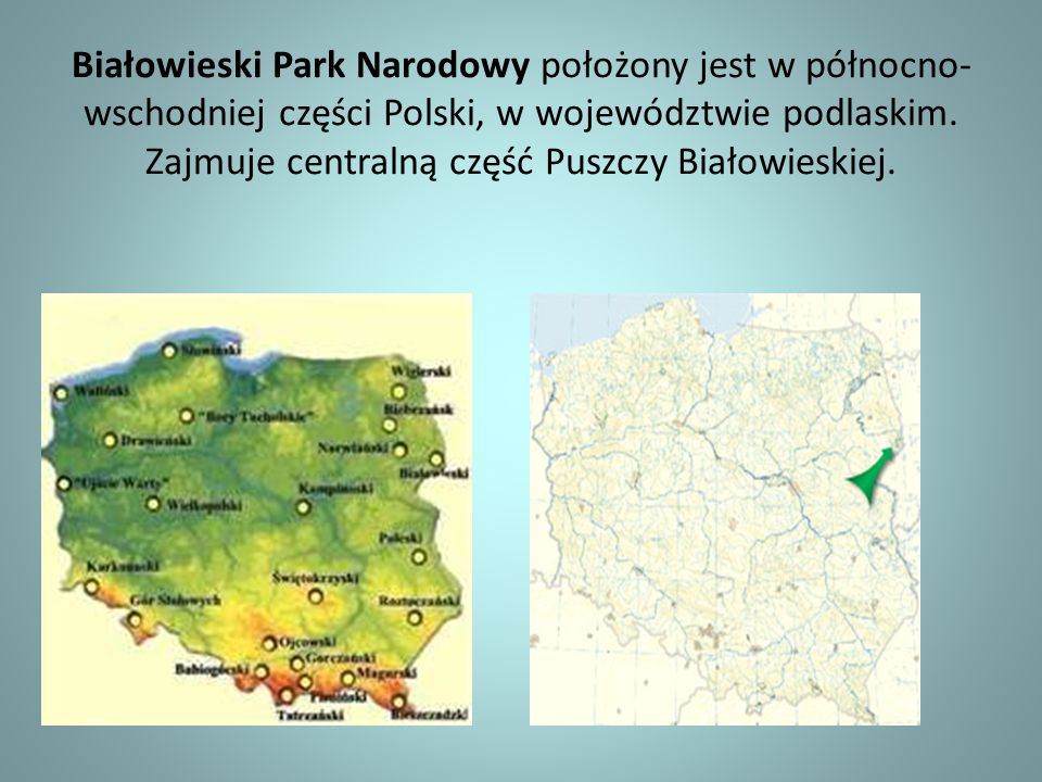 Białowieski Park Narodowy położony jest w północno-wschodniej części Polski, w województwie podlaskim.