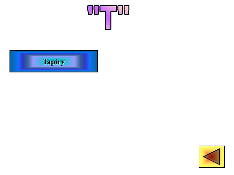 T Tapiry