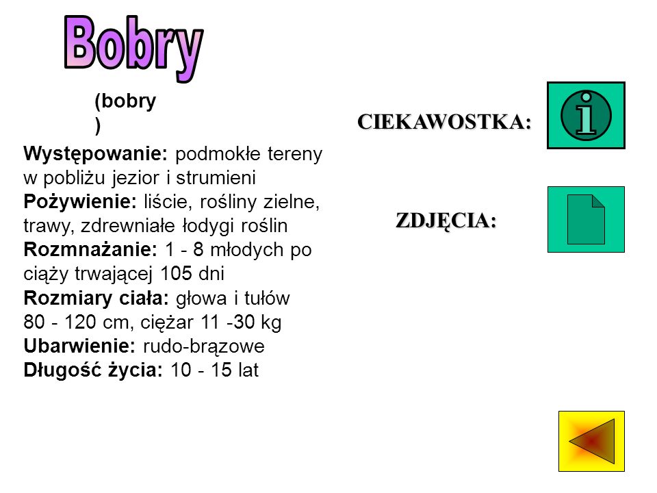 Bobry CIEKAWOSTKA: ZDJĘCIA: (bobry)
