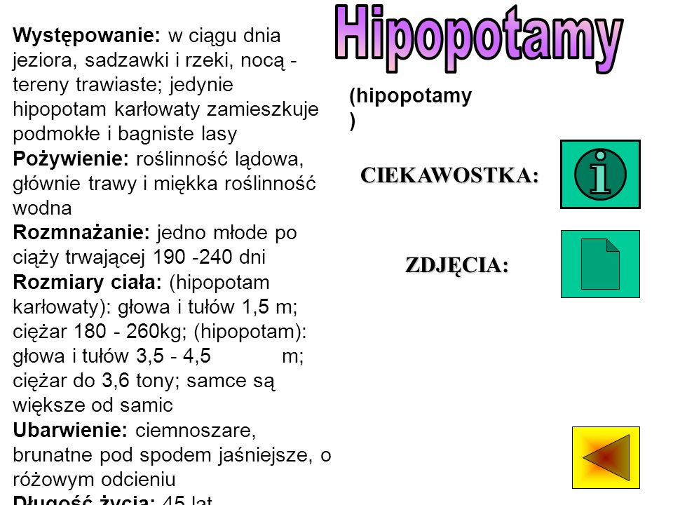 Hipopotamy CIEKAWOSTKA: ZDJĘCIA: