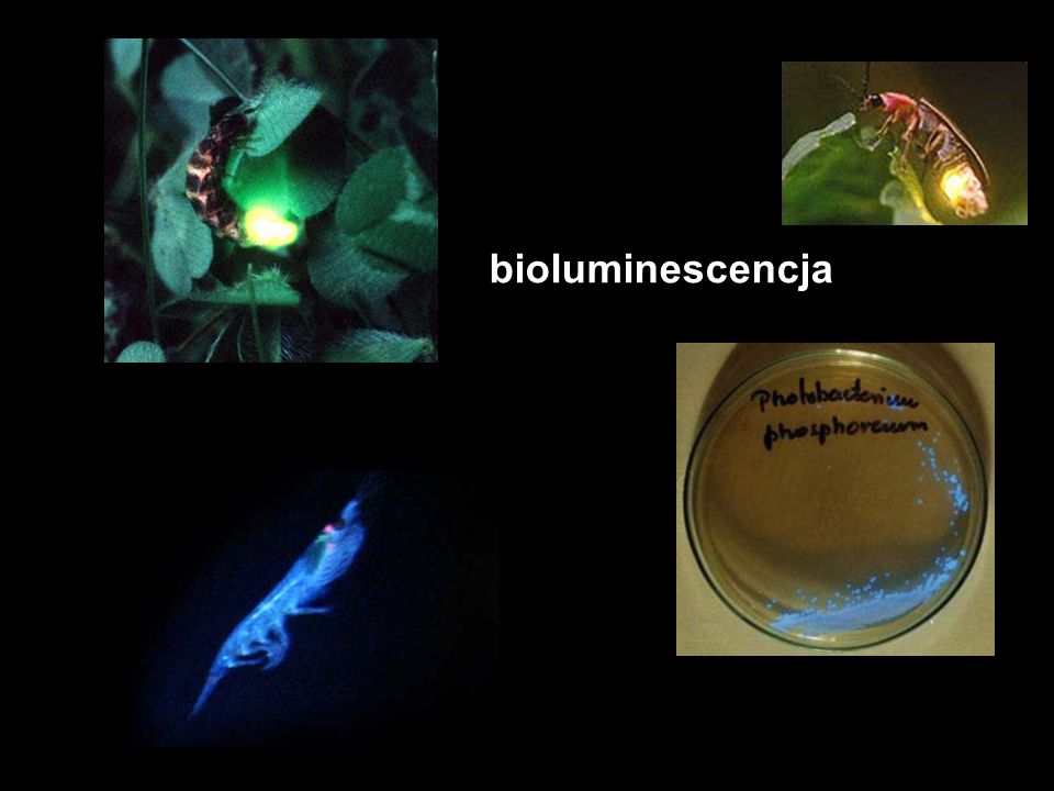 bioluminescencja