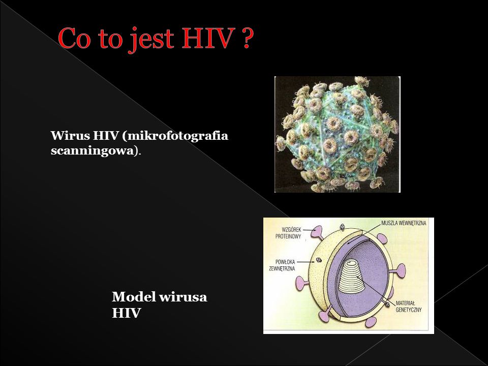 Co to jest HIV Model wirusa HIV