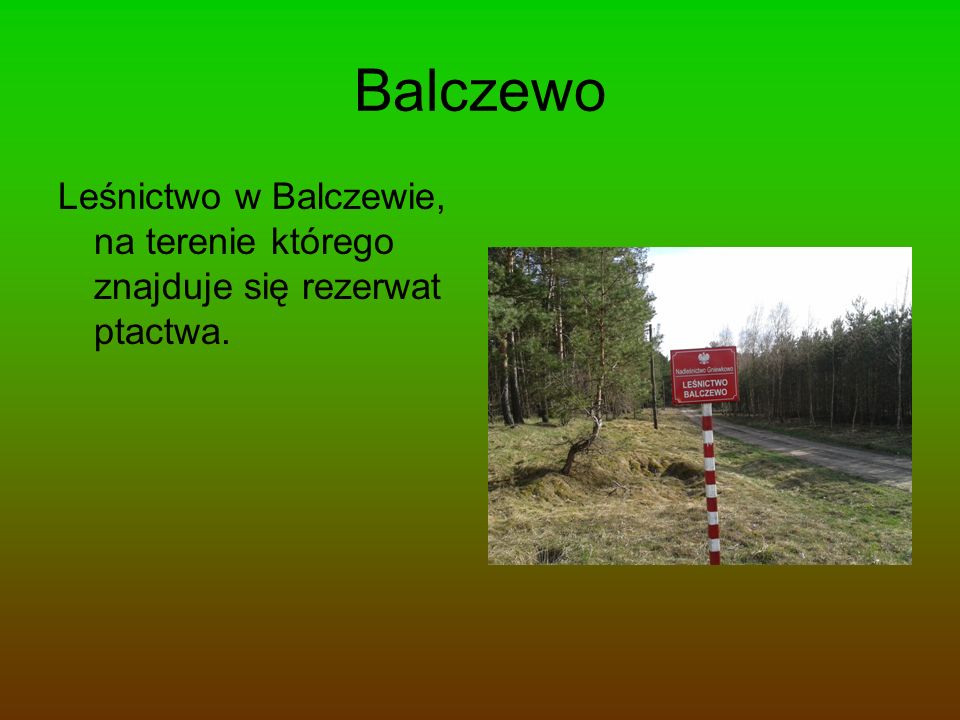 Balczewo Leśnictwo w Balczewie, na terenie którego znajduje się rezerwat ptactwa.