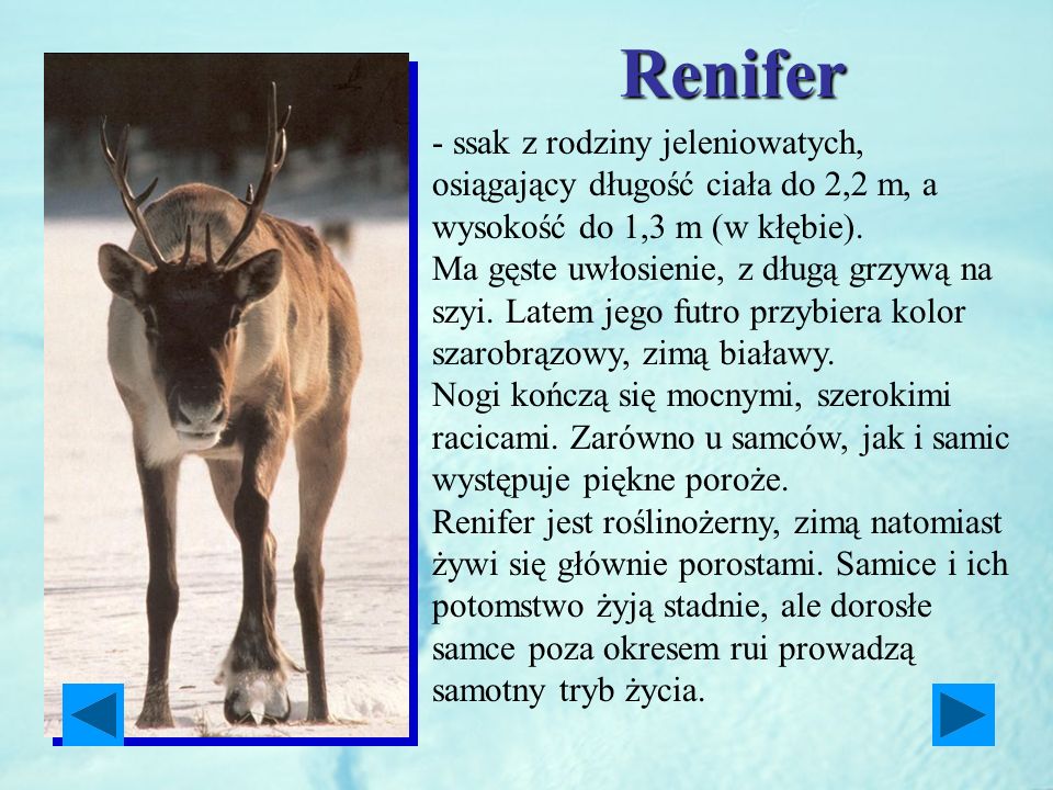 Renifer - ssak z rodziny jeleniowatych, osiągający długość ciała do 2,2 m, a wysokość do 1,3 m (w kłębie).