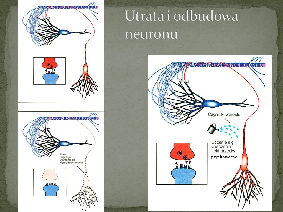 Utrata i odbudowa neuronu