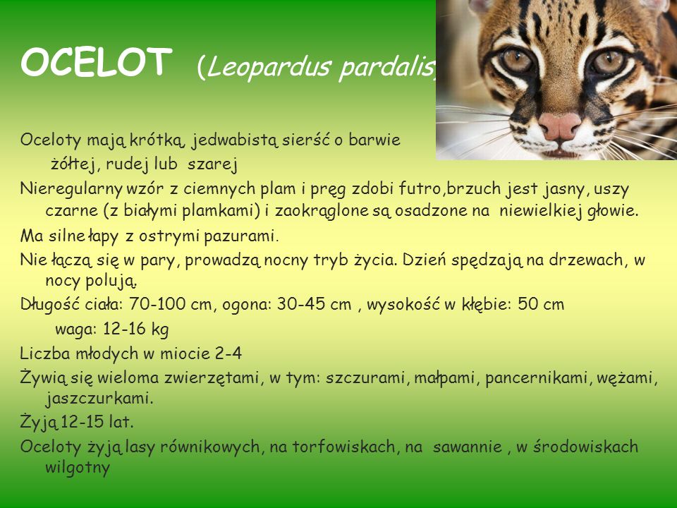 OCELOT (Leopardus pardalis)