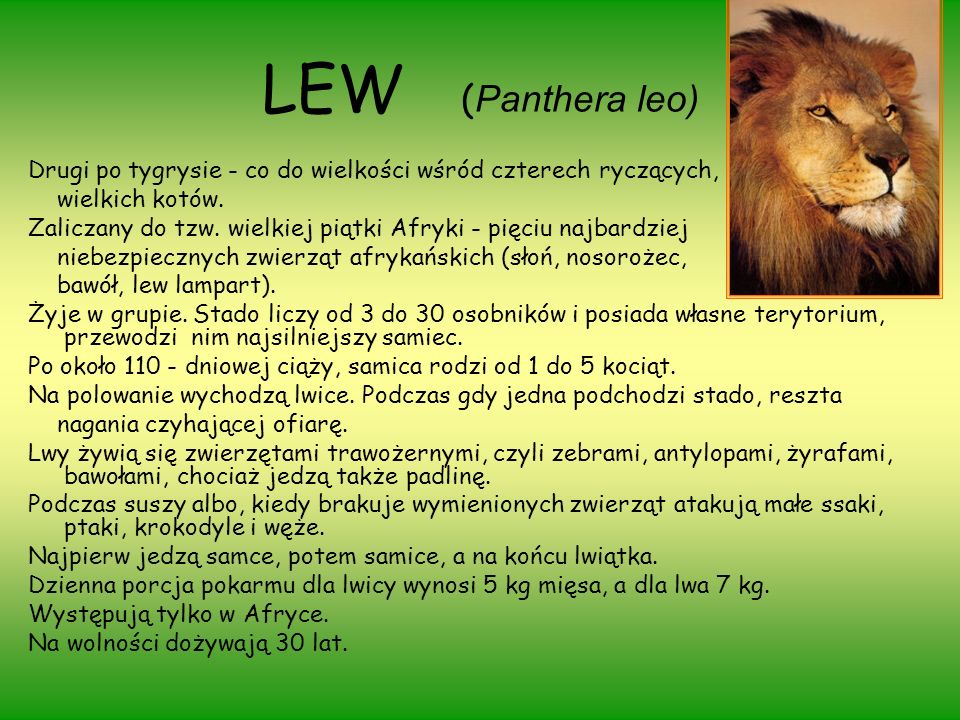 LEW (Panthera leo) Drugi po tygrysie - co do wielkości wśród czterech ryczących, wielkich kotów.