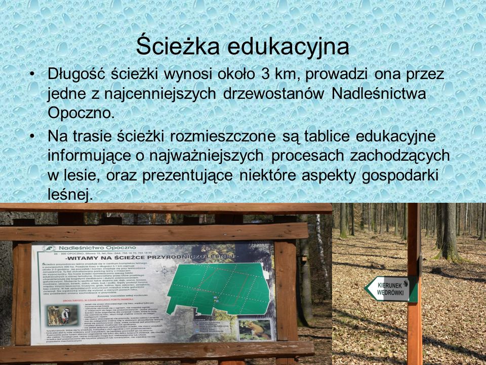 Ścieżka edukacyjna Długość ścieżki wynosi około 3 km, prowadzi ona przez jedne z najcenniejszych drzewostanów Nadleśnictwa Opoczno.