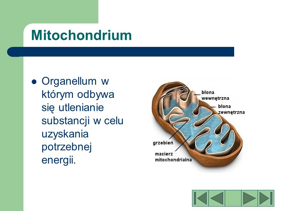 Mitochondrium Organellum w którym odbywa się utlenianie substancji w celu uzyskania potrzebnej energii.