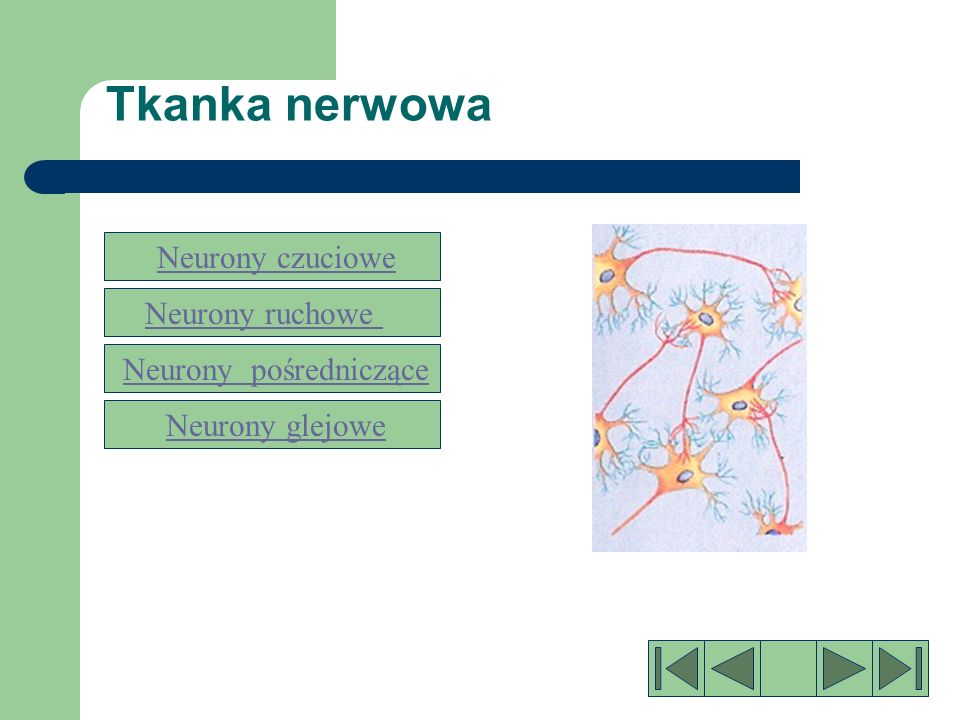 Neurony pośredniczące