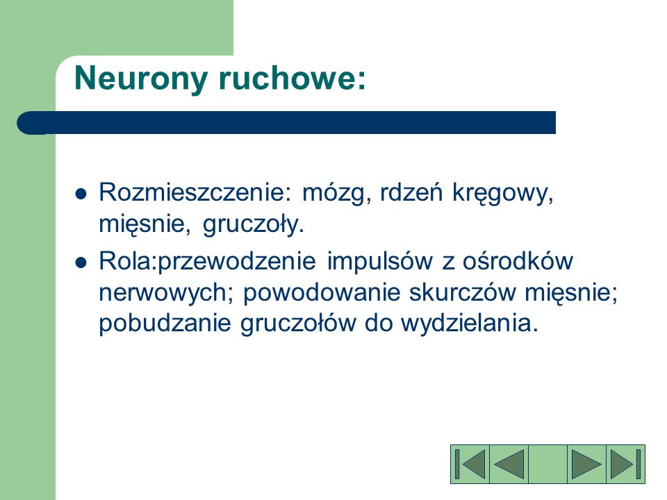 Neurony ruchowe: Rozmieszczenie: mózg, rdzeń kręgowy, mięsnie, gruczoły.
