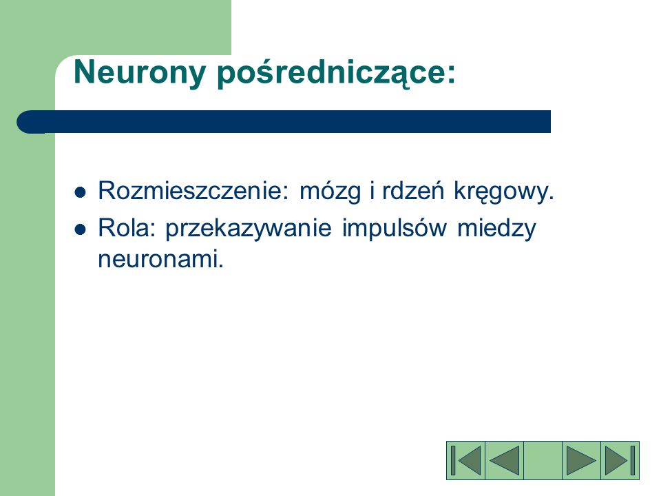 Neurony pośredniczące: