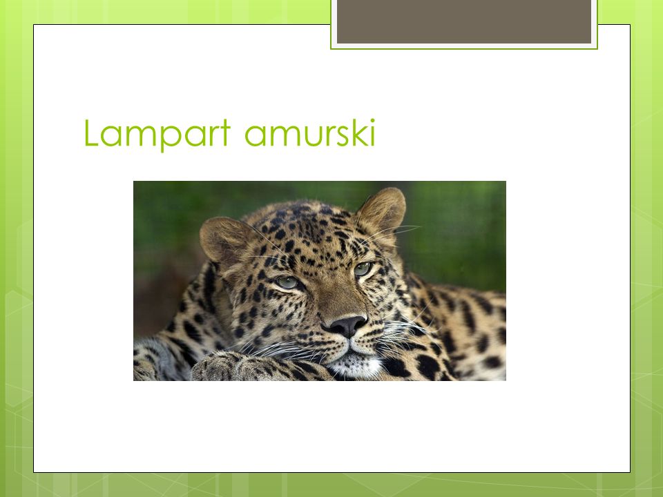 Lampart amurski