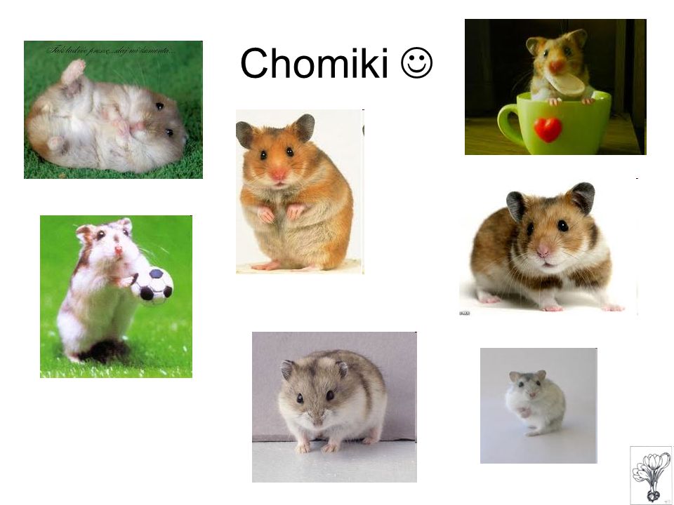 Chomiki 