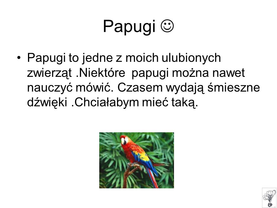 Papugi 