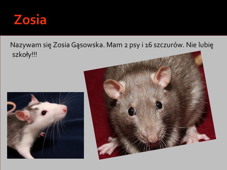 Zosia Nazywam się Zosia Gąsowska. Mam 2 psy i 16 szczurów. Nie lubię szkoły!!!