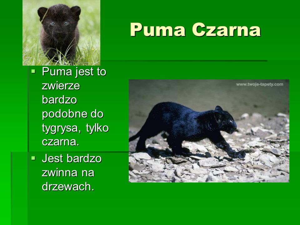 Puma Czarna Puma jest to zwierze bardzo podobne do tygrysa, tylko czarna.