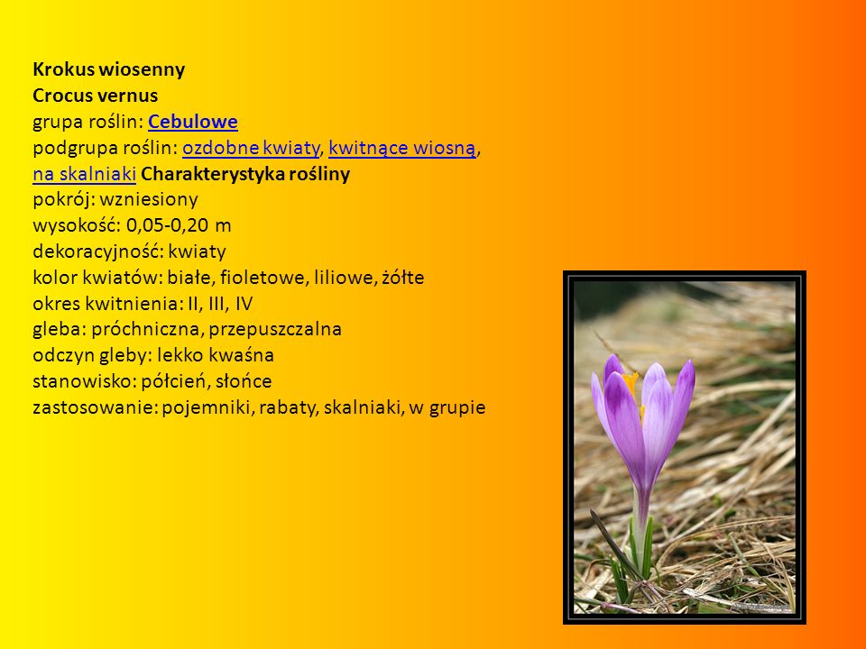 Krokus wiosenny Crocus vernus. grupa roślin: Cebulowe. podgrupa roślin: ozdobne kwiaty, kwitnące wiosną, na skalniaki Charakterystyka rośliny.