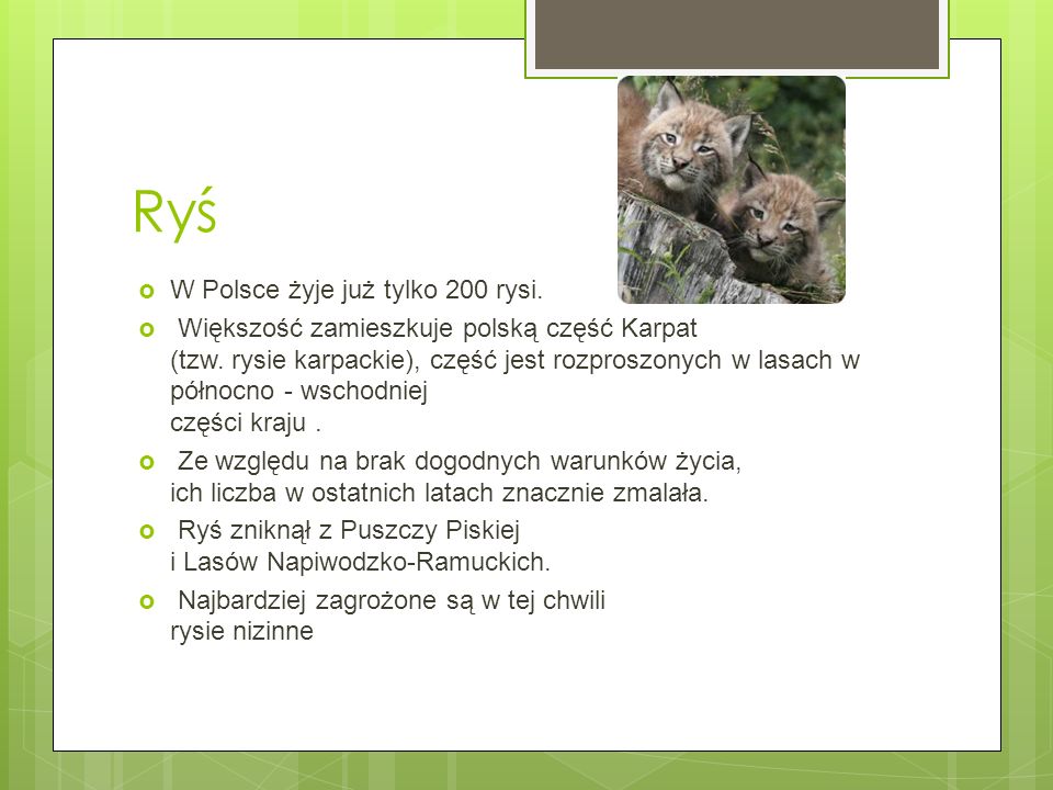 Ryś W Polsce żyje już tylko 200 rysi.