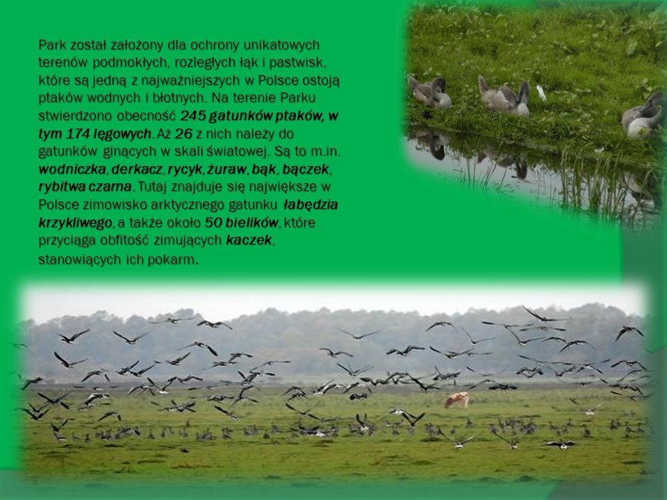 Park został założony dla ochrony unikatowych terenów podmokłych, rozległych łąk i pastwisk, które są jedną z najważniejszych w Polsce ostoją ptaków wodnych i błotnych.